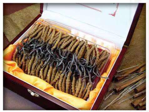 鄂伦春冬虫夏草回收